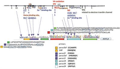 Evaluation of the lignocellulose degradation potential of Mediterranean forests soil microbial communities through diversity and targeted functional metagenomics